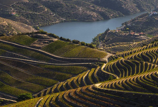Unesco World Heritage Beautiful Incredible Line Douro Valley Vineyards Sao — стоковое фото