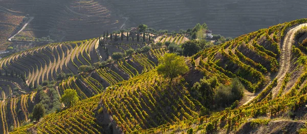 Unesco Werelderfgoed Prachtige Eindeloze Lijnen Van Douro Vallei Wijngaarden Peso — Stockfoto