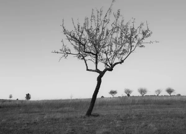 Unesco Dünya Mirası Portekiz Douro Sunset Badem Ağacı Siluetleri — Stok fotoğraf