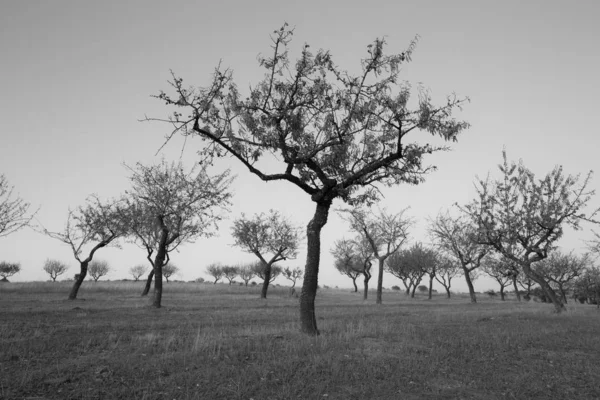 Unescos Världsarv Almond Trees Siluetter Vid Solnedgången Douro Portugal — Stockfoto