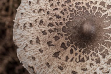 Şemsiye mantarı (Macrolepiota procera), sağlıklı mantar, Braga, Minho, Portekiz.