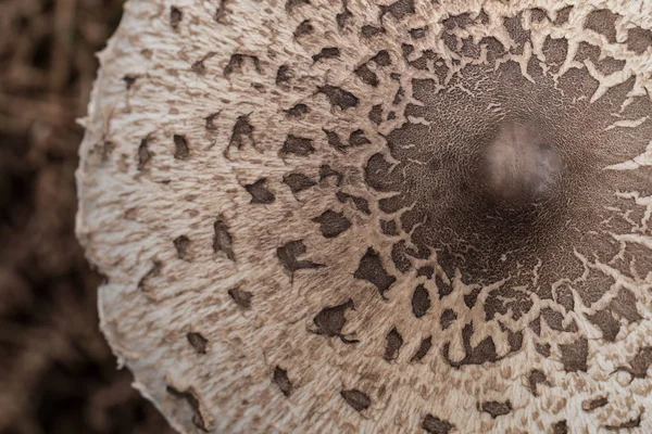 Cogumelo Parasol Macrolepiota Procera Fungo Selvagem Saudável Braga Minho Portugal — Fotografia de Stock