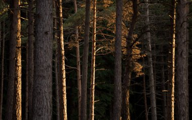 Günbatımında Sonbahar Ağaçları.