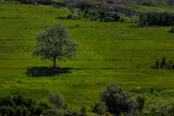 A single Tree in a grass field, the land of the Red Fox, Serra do Alvao, Portugal.