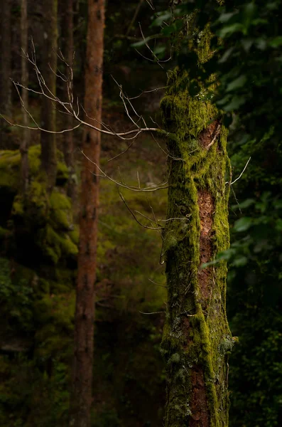 Étranges Détails Nature Dans Les Bois Parc National Geres Portugal — Photo