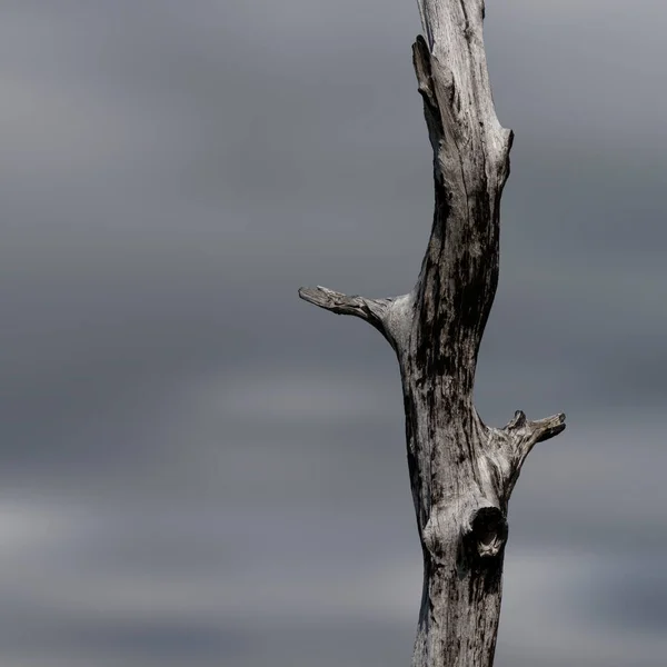 Single Death Tree Close Forest Fire Geres National Park Portugal — Stock Photo, Image