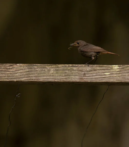 Phoenicurus Ochruros Rabirruivo Preto Bringt Nahrung Den Kindern Nest Portugal — Stockfoto