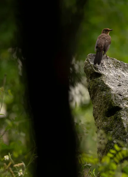 Turdus Merula Amsel Ein Weibchen Das Einem Regnerischen Tag Auf — Stockfoto