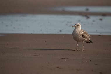 Bir martı kıyı şeridindeki dalgalı denizde yiyecek arıyor..