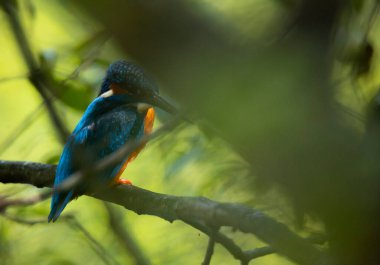 Kingfisher (Alcedo at this) mavi yaban kuşu, Esposende, Portekiz.
