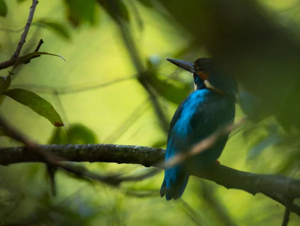 Pescador Real Alcedo Atthis Pájaro Salvaje Azul Esposende Portugal — Foto de Stock