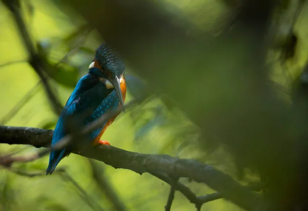 Kingfisher Alcedo Atthis Blue Wild Bird Esposende Portugal — Stock Photo, Image
