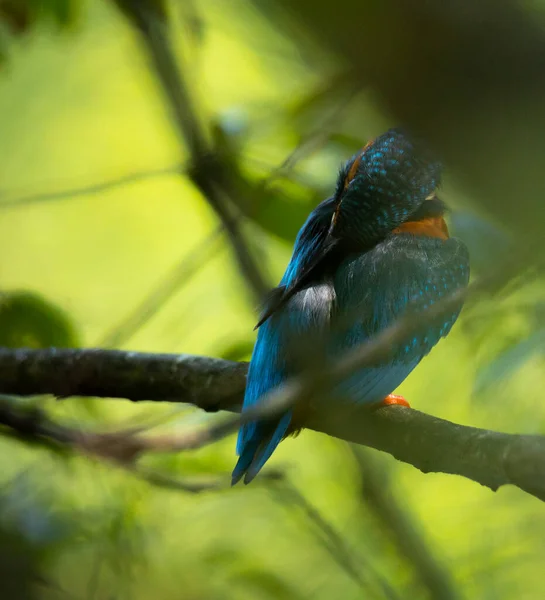 Kingfisher Alcedo Atthis Blue Wild Bird Esposende Portugalsko — Stock fotografie