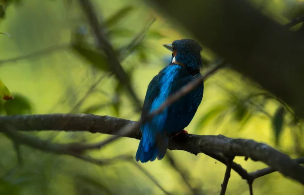 キングフィッシャー Alcedo Atthis 青い野生の鳥 Esposende ポルトガル — ストック写真