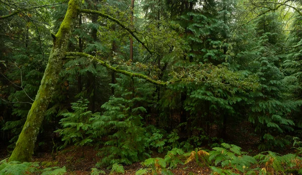Arbre Vert Forêt Dans Parc National Geres Patrimoine Mondial Unesco — Photo