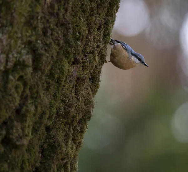 Sitta Europea Trepadeira Azul Egy Kis Kék Dal Madár Bom — Stock Fotó