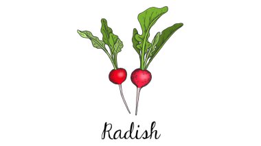 Turp kroki tarzı üzerinde beyaz izole vektör çizim