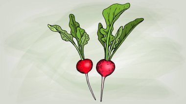 Turp kroki tarzı vektör çizim