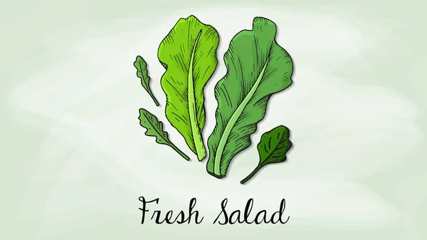 Kroki Tarzı Vektör Çizim Salata Yaprakları — Stok Vektör