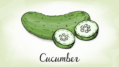 Salatalık kroki tarzı vektör çizim