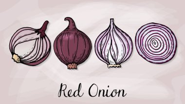 Kırmızı soğan kroki tarzı vektör çizim