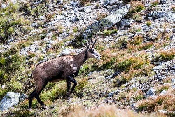 Camoscio Nelle Montagne Dei Tatra Occidentali Vicino Passo Gaborovo Sedlo — Foto Stock