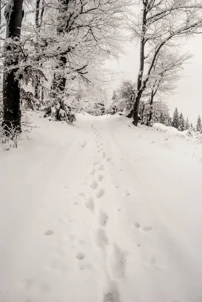 Schneebedeckter Weg Mit Stufen Und Gefrorenen Bäumen Winter Kysucke Beskydy — Stockfoto