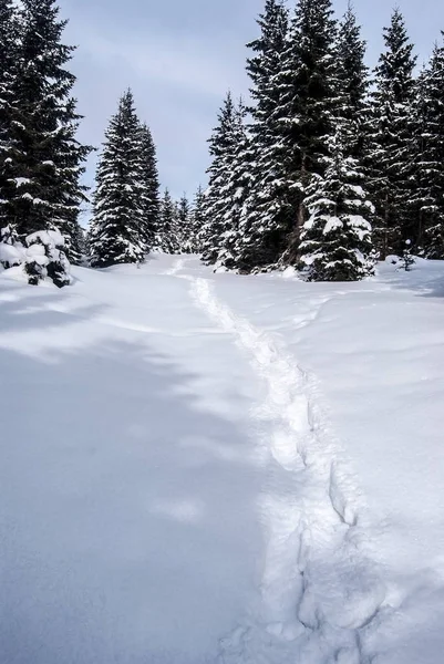Winter Wald Mit Schritten Schnee Und Blauem Himmel Unter Medvedi — Stockfoto
