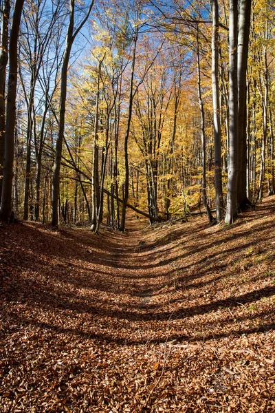 sonbahar renkli orman iz düşen yapraklar ve berrak gökyüzü Sulovske skaly dağlarında Slovakya/EC ile