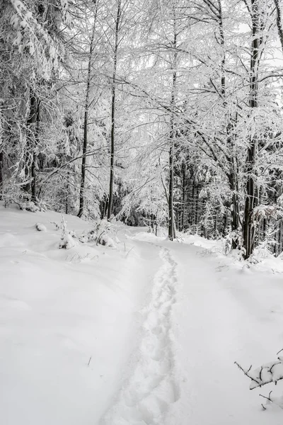 Winterlandschaft Mit Gefrorenem Wald Und Schneebedeckten Stufen Der Nähe Des — Stockfoto