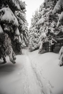 karla kaplı yürüyüş yolu kış orman Malchor hill feryat Lysa hora tepe Çek Cumhuriyeti'nde kış Moravskoslezske Beskydy dağlarda yakınındaki