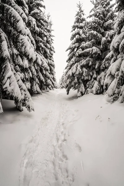 Schneebedeckter Wanderweg Mit Gefrorenen Bäumen Der Nähe Von Malchor Hügel — Stockfoto