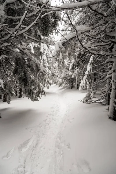 Schneebedeckter Wanderweg Winterwald Der Nähe Des Malchor Hügels Auf Dem — Stockfoto