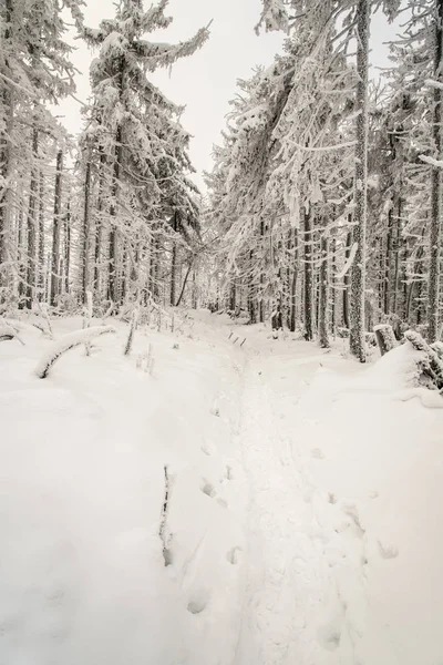 Winterlandschaft Mit Schneebedecktem Wanderweg Und Gefrorenen Bäumen Auf Dem Samtigen — Stockfoto