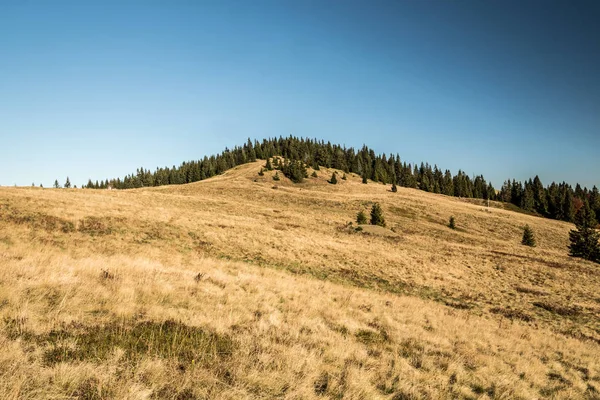 Hala Rycerzowa Horské Louky Lesem Pozadí Pohoří Beskid Zywiecki Polsku — Stock fotografie