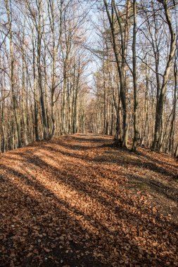 Kasım orman düşen yapraklar ve Slovakya dağlarında Javorniky Berrak gökyüzü
