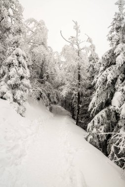 kış günü bulutlu gökyüzü ile sırasında donmuş ağaçlar feryat Lysa hora tepe Moravskoslezske Beskydy dağlarında Çek Cumhuriyeti ile karla kaplı hiking trail
