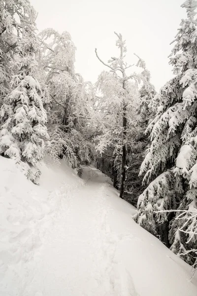 Schneebedeckter Wanderweg Mit Gefrorenen Bäumen Unterhalb Des Lysa Hora Hügels — Stockfoto