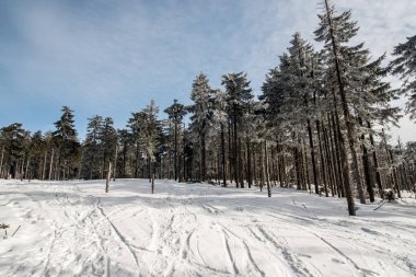 Polonya 'nın Beskid Slaski dağlarındaki Barania Gora tepesinde kış çığlığı