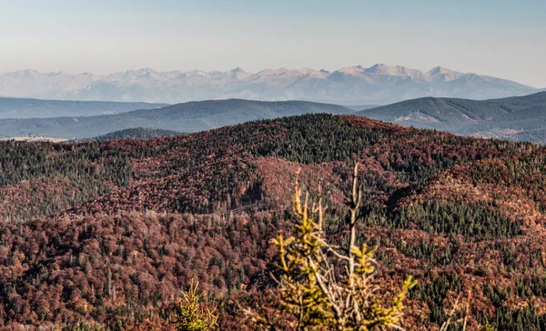 Viw to Tatra mountains from Velka Raca hill in autumn Kysucke Beskydy mountains on slovakian-polish borders — Stock Photo, Image