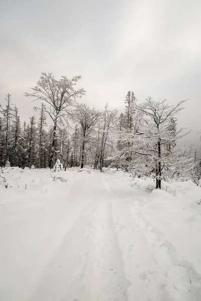 Schneebedeckte Wanderweg mit wenigen gefrorenen Bäumen und bewölkten Himmel in moravskoslezske beskydy Berge in der Tschechischen Republik — Stockfoto