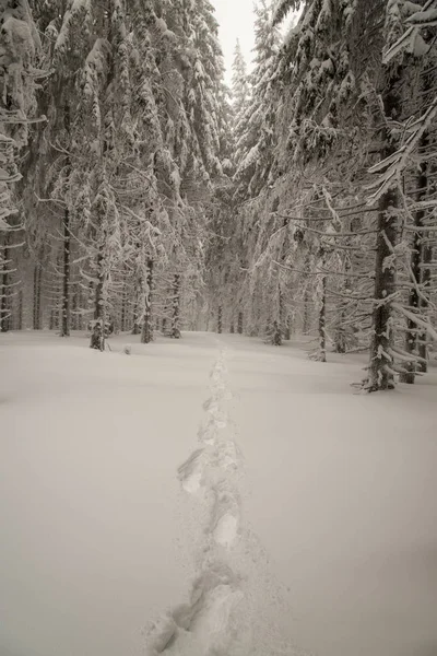 Schneeschuhe Schritte in gefrorenen Winterwald — Stockfoto