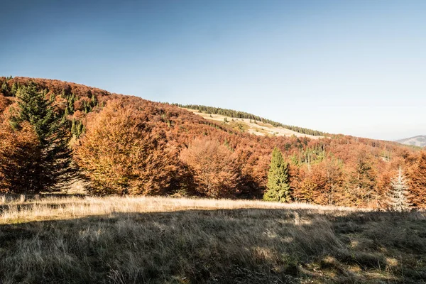 Podzimní pohoří Bekluzzywiecki s loukami, barevným lesem a čistou oblohou — Stock fotografie