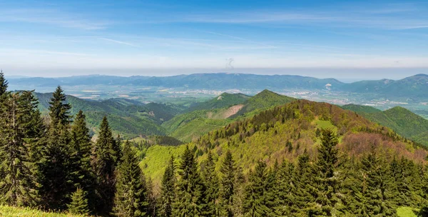 Näkymä Koskarovska luka niitty karja Klak kukkula Velka Fatra vuoret Slovakiassa — kuvapankkivalokuva