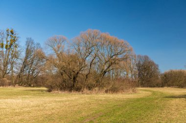 yaprak döken ağaç ve berrak gökyüzü ile erken bahar çayır 