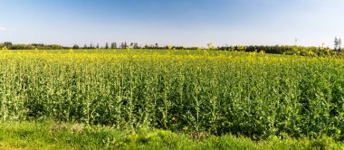 Yağ tohumu tecavüzü ve açık gökyüzü ile ilkbahar manzarası