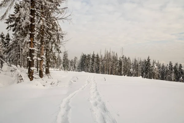 snowshoes steps on forest glade with forest on the background and blue sky with clouds