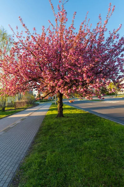Kwitnące drzewo sakura w mieście Karvina w Czechach — Zdjęcie stockowe
