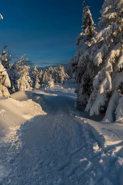 Breitere Berglandschaft Mit Schneebedecktem Wanderweg Gefrorenen Bäumen Und Klarem Himmel — Stockfoto