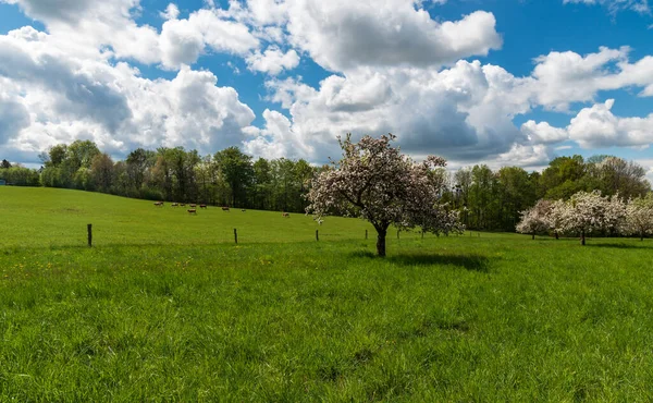 Jarní Venkovská Krajina Loukami Kvetoucími Aplle Stromy Krávami Modrou Oblohou — Stock fotografie